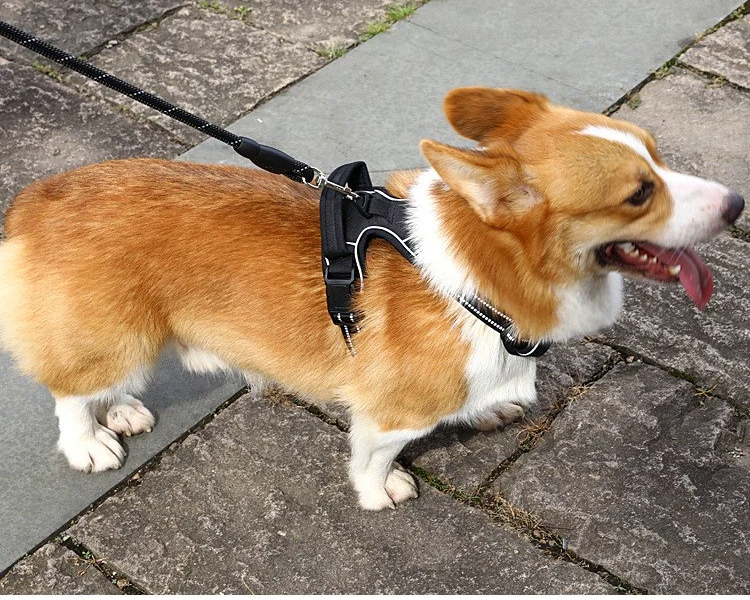 Hund som går lugnt i Draglös anti-drag hundsele