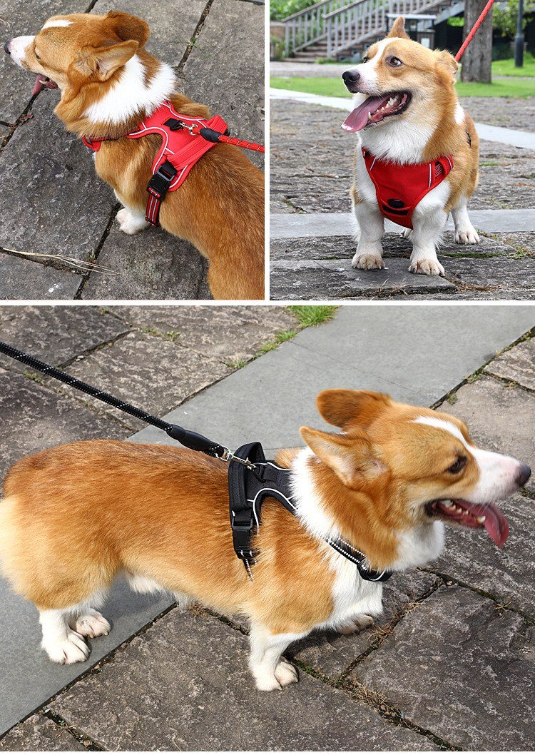 Justerbara spännen på hundselen